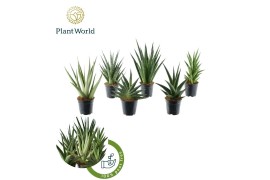 Sansevieria Sansevieria Mix Tanami P12