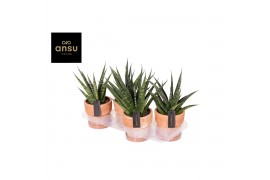 Sansevieria comet queen marble Sansevieria Comet Queen Marble in Terra