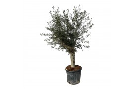 Olea europaea Olea Lorc XL 55cm