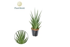 Sansevieria cylindrica Sansevieria Dancing Queen P12 overig pp