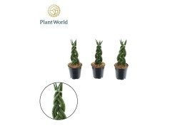 Sansevieria cylindrica Sansevieria cylindrica Twist P6