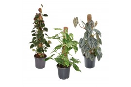 Kamerplanten mix groen Mosstok Mix 2 pp