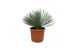 Overig planten Yucca Rostrata P30 70cm 1 pp