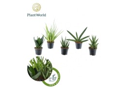 Sansevieria cylindrica Sansevieria mix Gobi P8,5