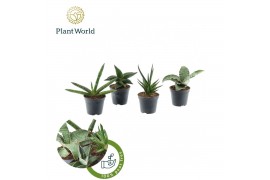 Sansevieria cylindrica Sansevieria mix Victoria P8,5