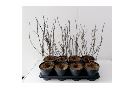 Salix caprea Salix Irrorata bush p14 5 tak/plnt