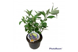 Buddleja davidii Buddleja dav. Ellens Blue 4 tak/plnt