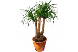 Beaucarnea recurvata Beaucarnea 35 cm vertakt K 3 tak/plnt 1 pp