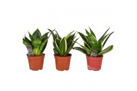 Sansevieria trifasciata hahnii Sansevieria hahnii mix 1 pp