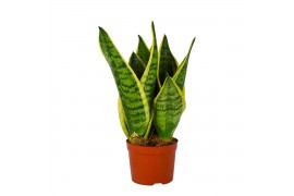 Sansevieria trifasciata futura superba Sansevieria Superba 9 3 pp