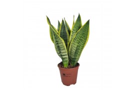 Sansevieria trifasciata futura superba Sansevieria Superba 14 cm 3 pp