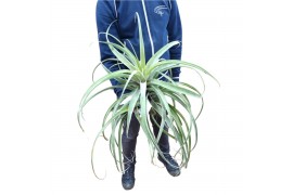 Tillandsia Tillandsia Brachycaulus Extreme 1 bl.