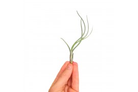 Tillandsia Tillandsia Butzii bonsai (baby) 1 bl.