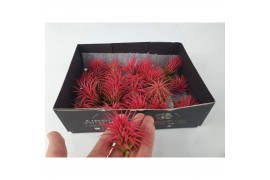 Tillandsia Tillandsia ionantha rubra intens red 1 bl.