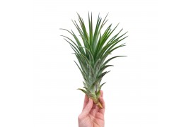 Tillandsia Tillandsia ionantha EXTREME 1 bl.