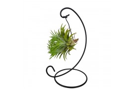 Tillandsia arrangement Tillandsia ionantha clumb hanger small 1 pp