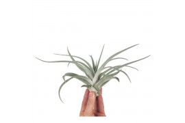 Tillandsia Tillandsia harissi XL 1 bl.