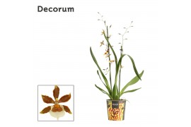 Colmanara orchid Cambria 2 tak Gold Rush (Decorum) 2 tak/plnt