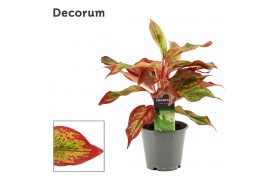 Aglaonema Aglaonema Red Fire 12 cm (Decorum) 2 pp