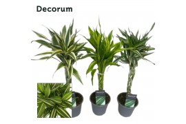 Dracaena sanderiana mix Dracaena Sanderiana vlecht mix12 cm(Decorum) 1