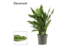 Aglaonema Aglaonema 17 cm Miss Julliette (Decorum) 1 pp