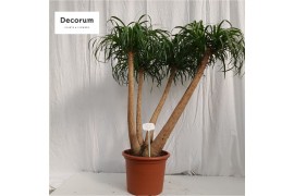 Beaucarnea recurvata Beaucarnea vertakt op nummer 82 3 tak/plnt