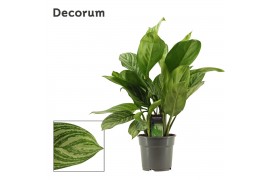 Aglaonema stripes Aglaonema 17 cm Stripes (Decorum) 1 pp