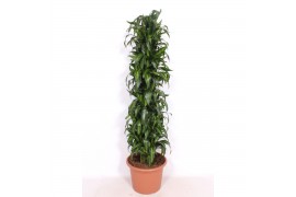 Dracaena fragr. hawaiian sunshine Dracaena Hawaiian Sunshine 1 pp