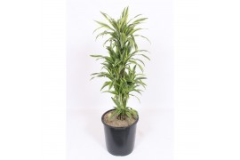 Dracaena fragr. der. lemon lime Dracaena Lemon Lime 1 pp