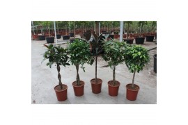 Ficus mix Ficus Mixkar 1 pp