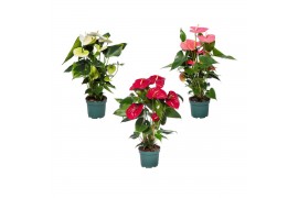 Anthurium andr. mix 4 kleuren Anthurium mix 17cm 4 kleuren 6 bl.