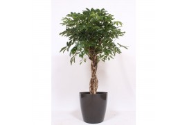 Schefflera arboricola compacta Schefflera arboricola Compacta in San R