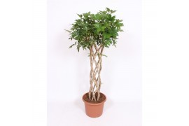 Schefflera arboricola compacta Schefflera arboricola Compacta 4 pp