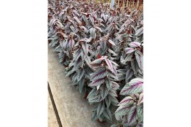 Discolor Floramagic Violet Vine Cissus Violet Vine piramide 100 cm  cm