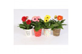 Gerbera mix Gerbera gemengd 2+ in surprise beker 4assorti 2 bl. 500