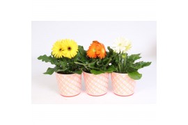 Gerbera mix Gerbera gemengd 2+bl 12cm in roze beker met gouden ruitjes