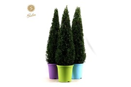 Buxus sempervirens Buxus semp. Pyramid 70cm P23 in Pot Colour 25 cm di