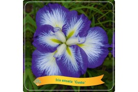 Iris ensata Iris Ensata Gusto C5