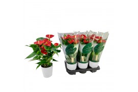 Anthurium andr. aristo Anthurium Aristo 12cm wit keramiek 5 bl.