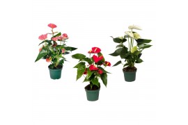 Anthurium andr. mix 4 kleuren Anthurium mix 12cm 4 kleuren 5 bl.