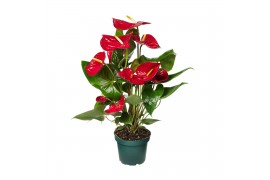 Anthurium andr. nevada Anthurium Nevada 14cm 5 bl.