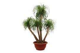 Beaucarnea recurvata Beaucarnea vertakt 55 cm 3 tak/plnt