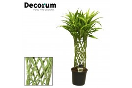 Dracaena gold Dracaena Sanderiana gold 19 cm (Decorum) 1 pp