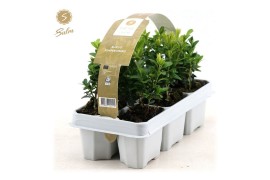 Buxus sempervirens 6-pack,9 cm diameter,6 pp,