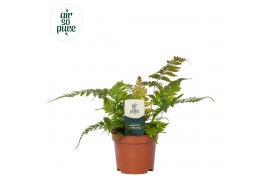 Dryopteris erythrosora air so pure