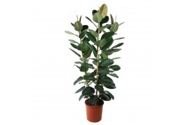 Ficus elastica robusta Toef 3pp