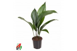 Aspidistra elatior 7pp