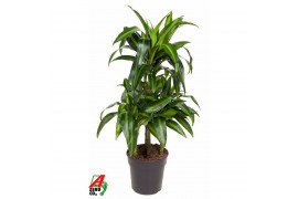 Dracaena fragr. hawaiian sunshine 45-carrousel