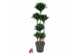 Dracaena fragr. compacta decorum