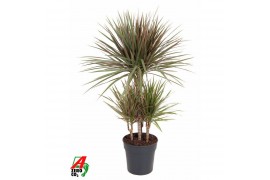 Dracaena marg. bicolor 45 carrousel